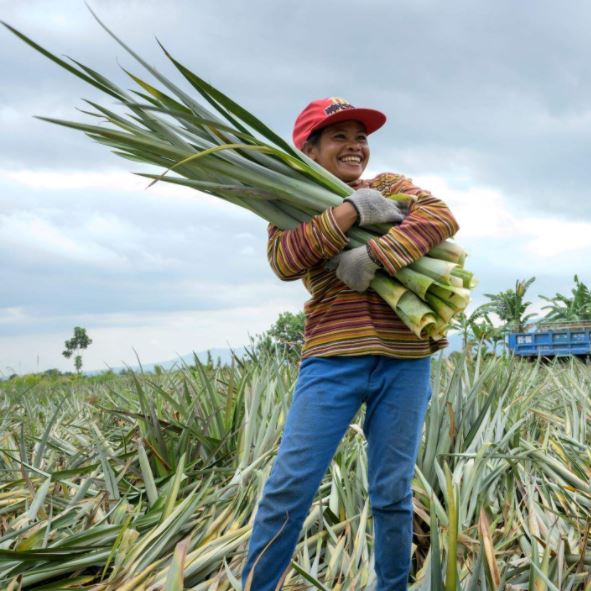 Image taken from Pinatex website of a person stood smiling holding a big handful of pineapple by-product