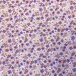 Fabric Ref 3000 - Floral Cotton